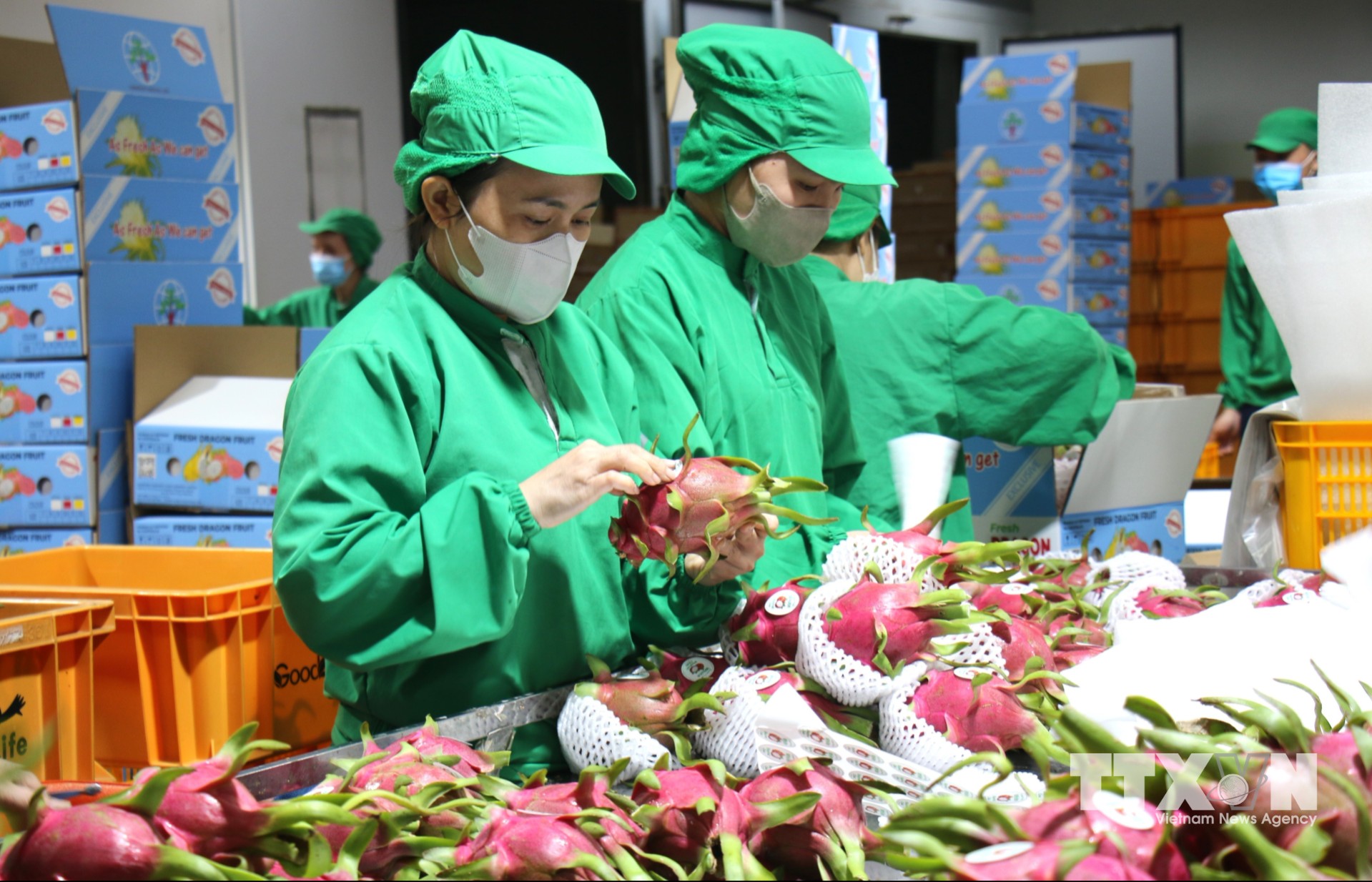 Doanh nghiệp TP. Hồ Chí Minh ngày càng đóng vai trò quan trọng trong dẫn dắt chuỗi giá trị nông sản từ sản xuất đến tiêu thụ. (Ảnh: Hương Giang/TTXVN)